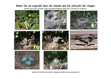 Leporello-Amsel-Aufzucht-Fotos.pdf